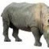 Rhino