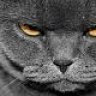 tomcatinc