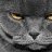 tomcatinc